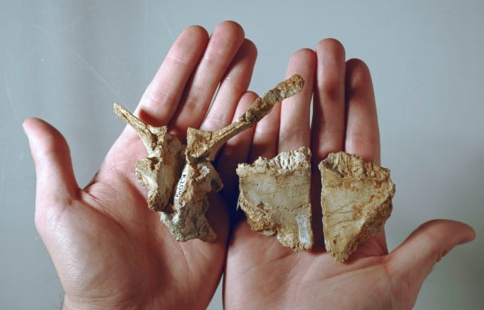 Descubren nueva especie de dinosaurio enano que habitó hace 70 millones de años