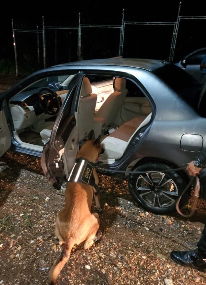 Agente canino K-9  detecta cocaína en compartimento de vehículo en Izabal