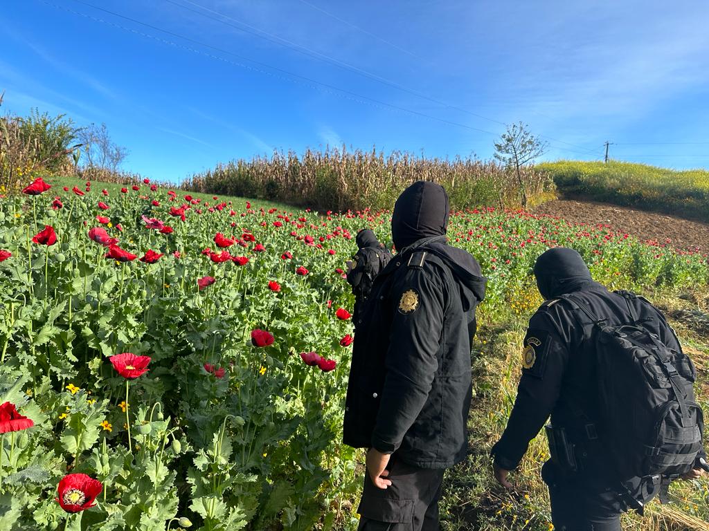 Más de medio millón de matas de amapola erradicadas en San Marcos