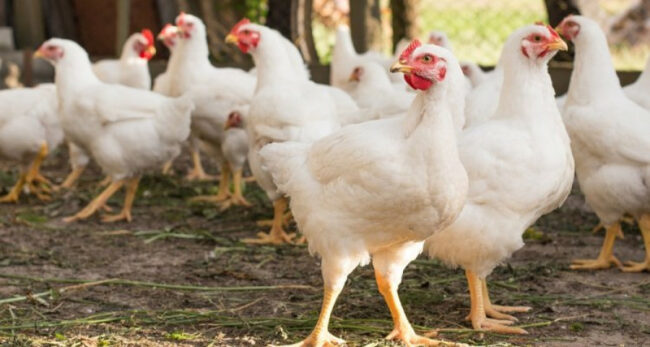 Perú detecta primer brote de influenza aviar H5N1 en aves de corral