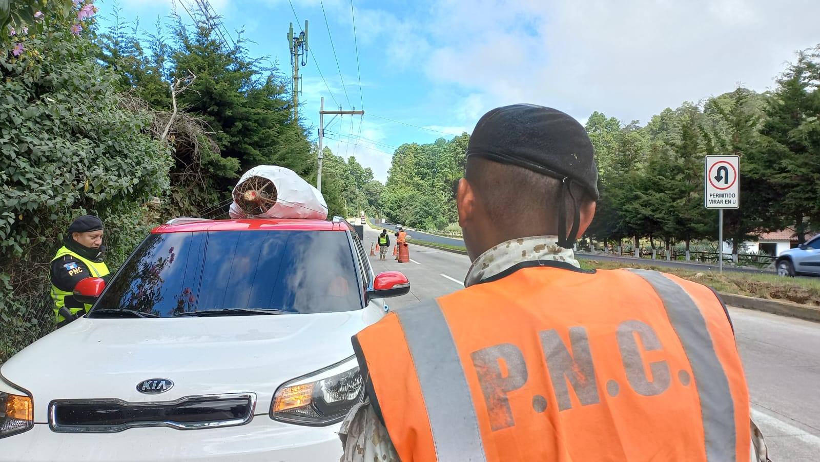 Operativos buscan evitar el comercio ilegal de pinabete. /Foto: PNC
