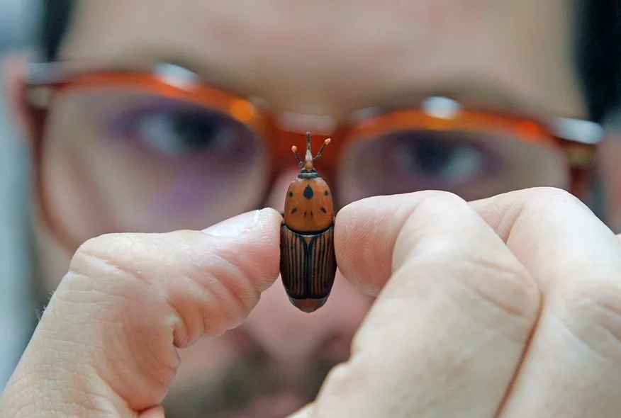 Descubren repelente ecológico para combatir insecto que ataca cultivos de plátano y banano