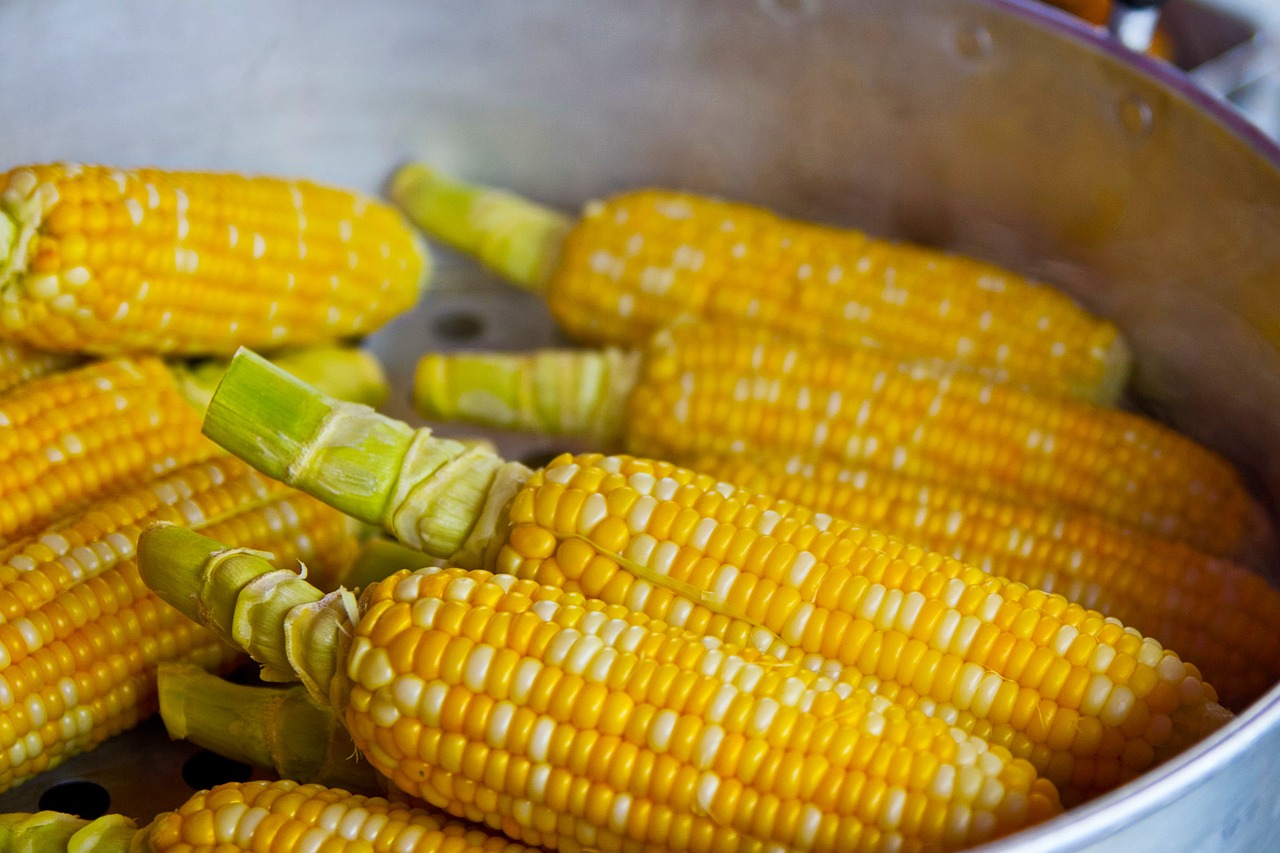 Contingente arancelario de maíz amarillo registra uso del 99 %