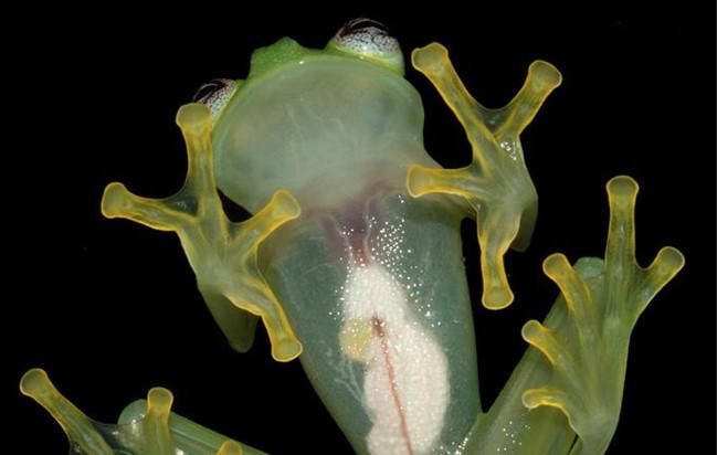 Rana