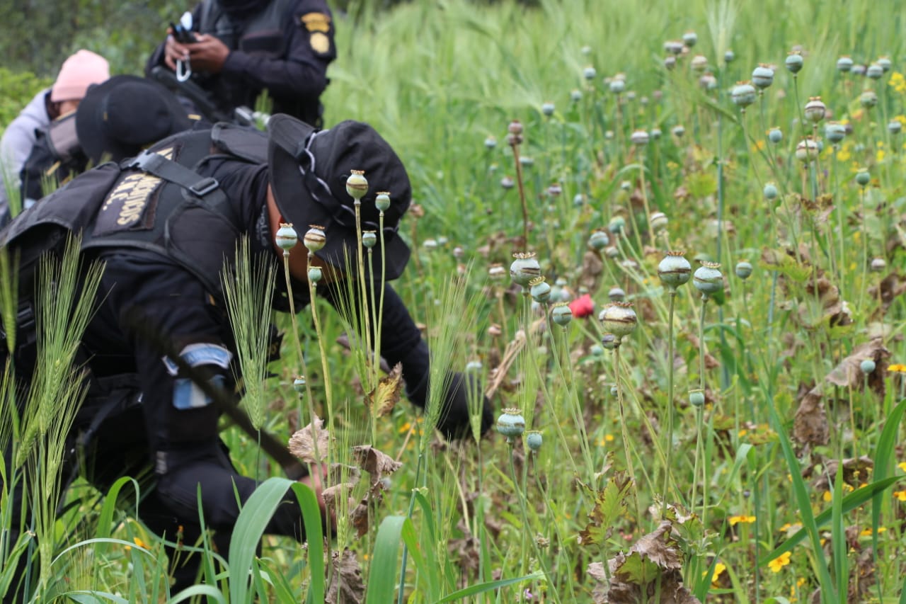 Erradican plantaciones de amapola valoradas en más de 8 millones de quetzales
