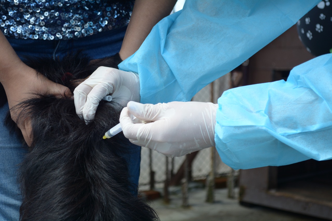 Más de 7 mil mascotas fueron inmunizadas contra la rabia en Retalhuleu