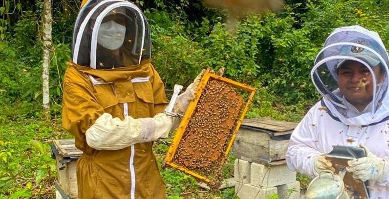 Acciones para el desarrollo apícola se mantienen en Petén