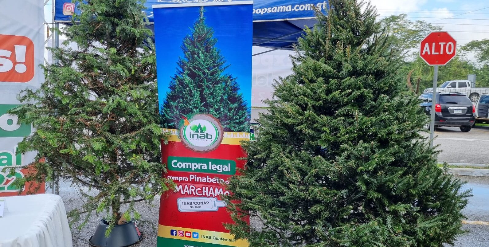 Desarrollan gran venta de pinabete