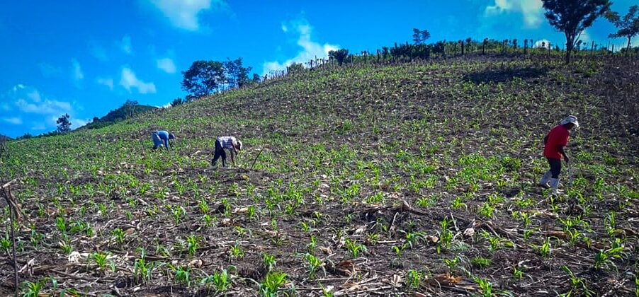 Recomiendan a agricultores tomar medidas ante cambios en condiciones climáticas