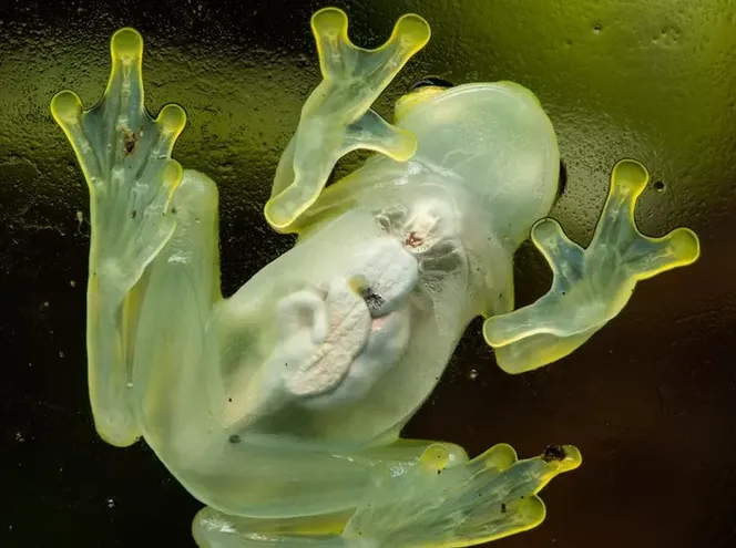 Ranas de cristal ponen al descubierto el secreto de su transparencia