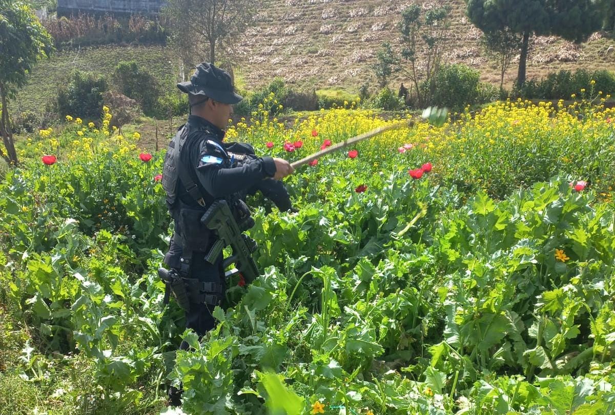 Erradican plantaciones de amapola en operativo antinarcótico