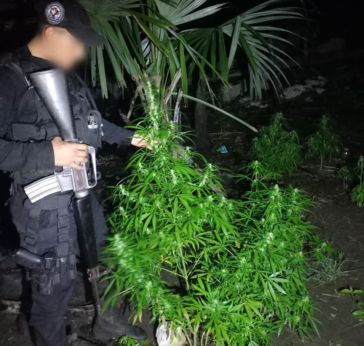 Eliminan cultivos ilícitos en Melchor de Mencos, Petén