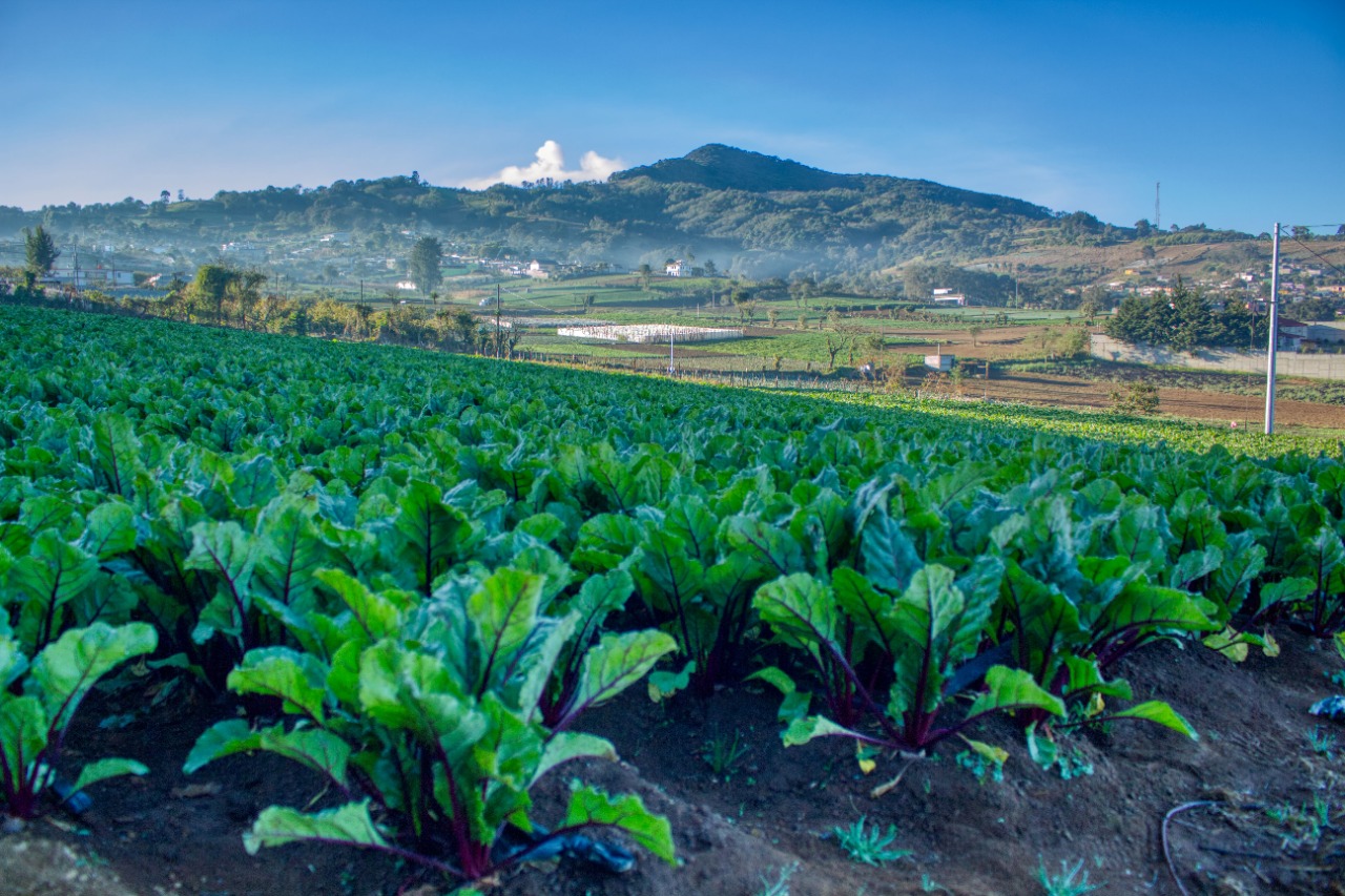 Reiteran recomendaciones al sector agropecuario para evitar daños en los cultivos por la época fría