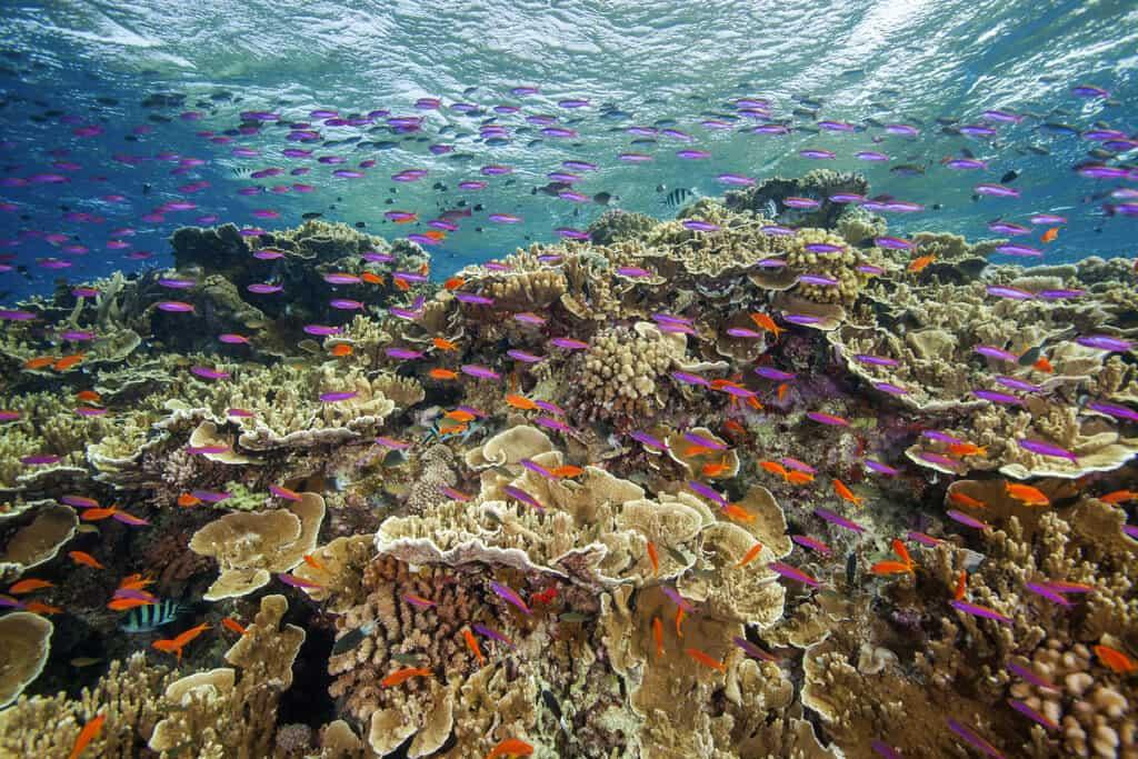 Arrecifes de coral crecen hacia las corrientes para capturar más alimento