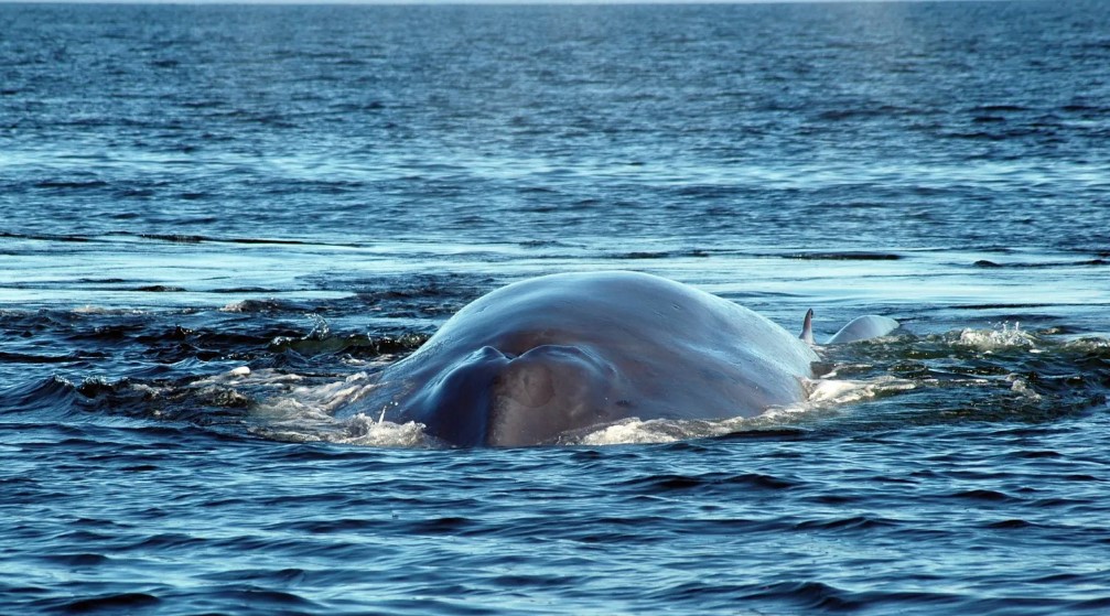 Nace una nueva área importante de mamíferos marinos en las costas de Ecuador