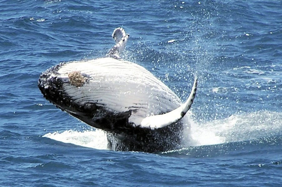 Un estudio destaca el potencial de las ballenas contra calentamiento global