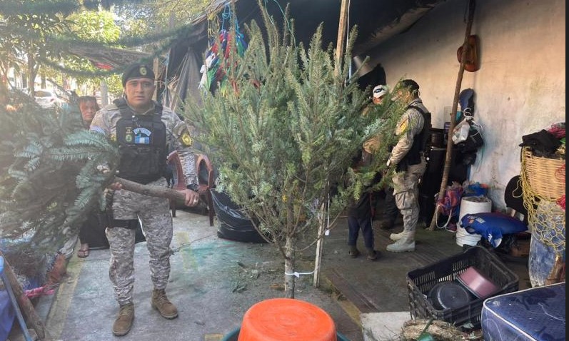 Concluye plan contra el tráfico ilícito de pinabete y tillandsias