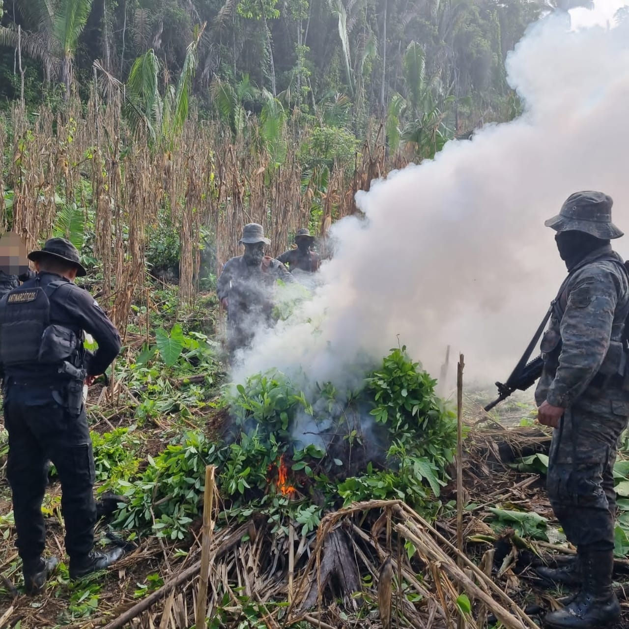 Suman más de 316 mil 700 arbustos de coca erradicados en Petén
