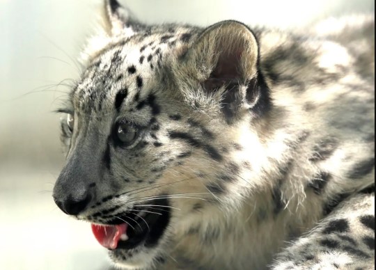 La India intenta salvar el ecosistema para proteger al leopardo de las nieves