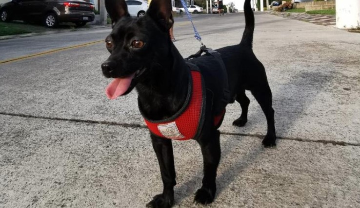 Comparten recomendaciones para cuidar a sus mascotas si viaja en esta época