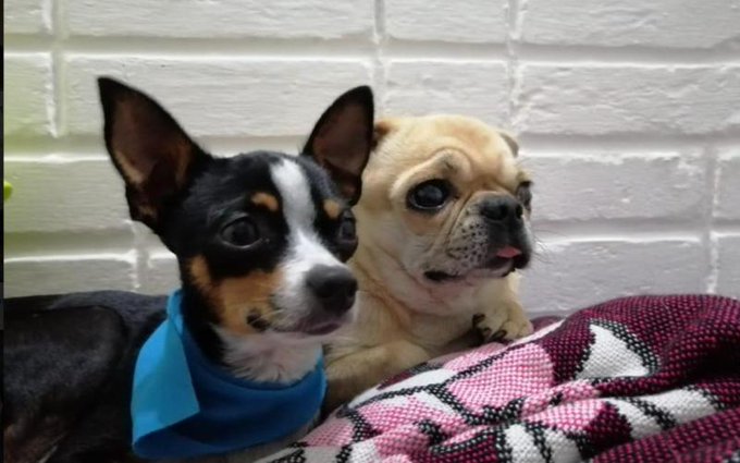 Instan a proteger a las mascotas de la pirotecnia durante las fiestas