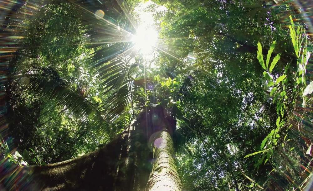 Organizaciones solicitan pacto para salvar la naturaleza durante cumbre mundial de biodiversidad