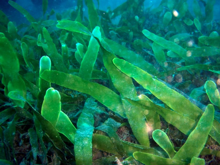 Hallan extenso bosque submarino de nueva especie de algas marinas