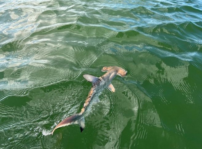 Descubren una nueva “guardería” de tiburones martillo en las islas Galápagos