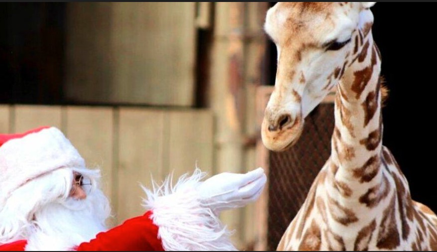 Realizan recorrido navideño por el zoológico La Aurora