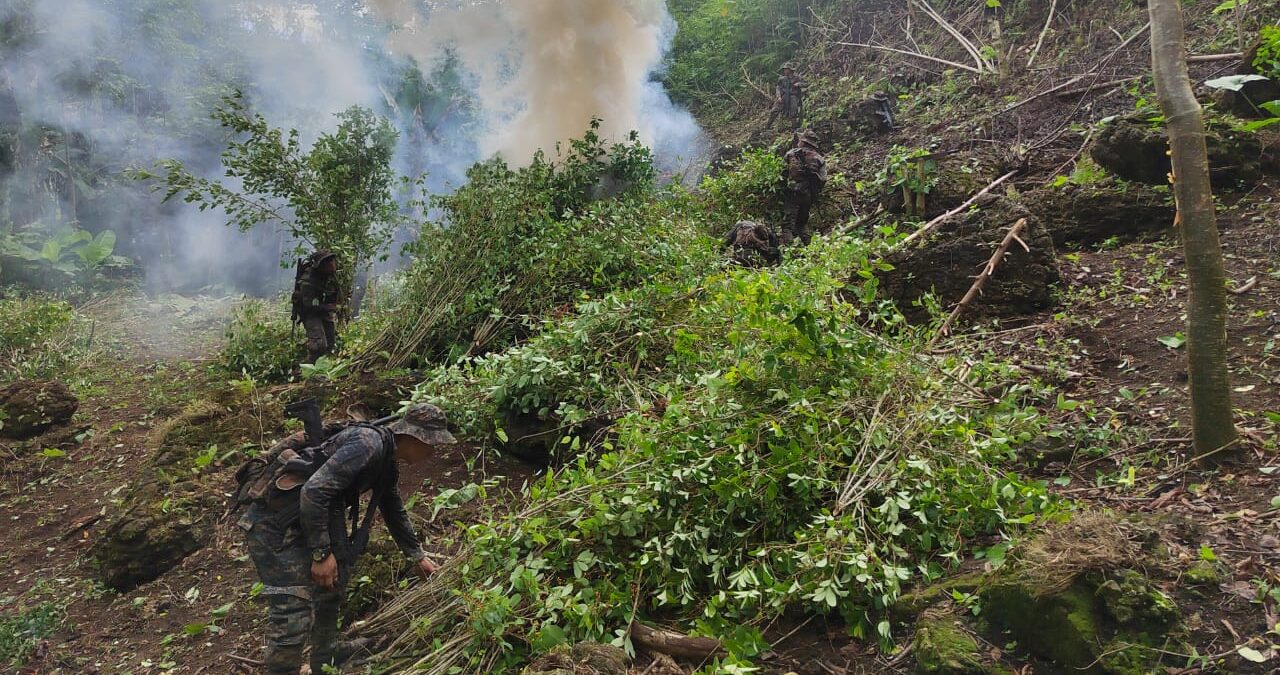 Más de 438 mil arbustos de coca erradicados en San Luis, Petén