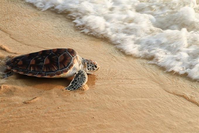 Aumenta 30 % nacimiento de tortugas marinas en sitio de anidación en Ecuador