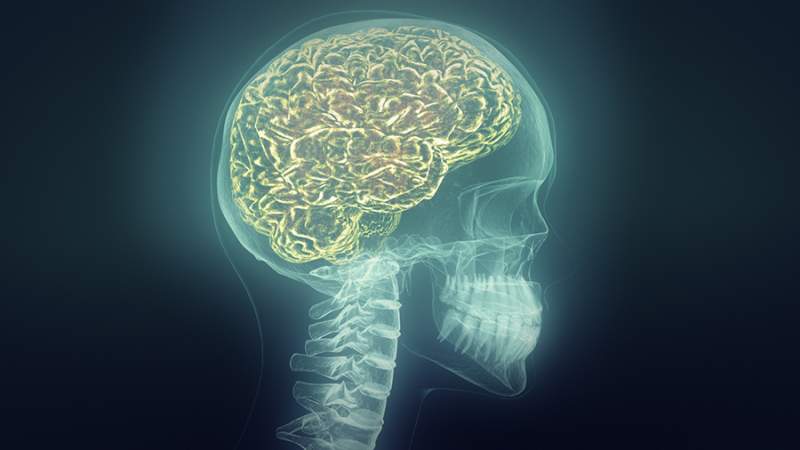 Descubierta una nueva membrana anatómica que protege al cerebro
