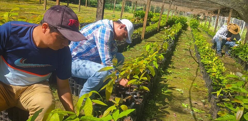 MAGA confirma proyectos de desarrollo agropecuario para Petén
