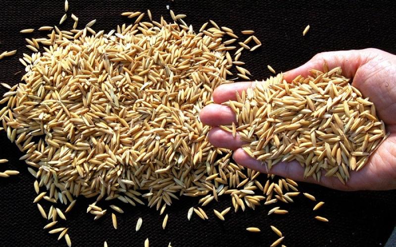 Autorizan importación de arroz con cáscara libre de impuestos