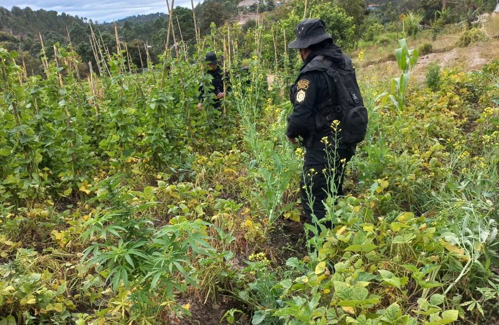 Eliminan plantaciones de marihuana valoradas en más de 22 millones de quetzales