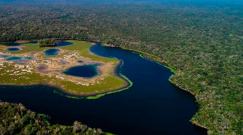 Manejo forestal sostenible ha generado más de 150 mil empleos