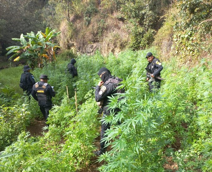 Personal antinarcótico erradica plantaciones ilícitas en Totonicapán