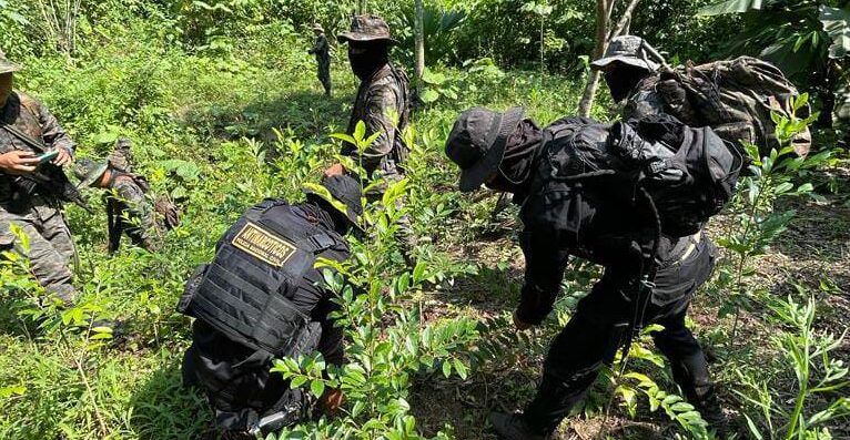 Erradican arbustos de coca en Alta Verapaz.