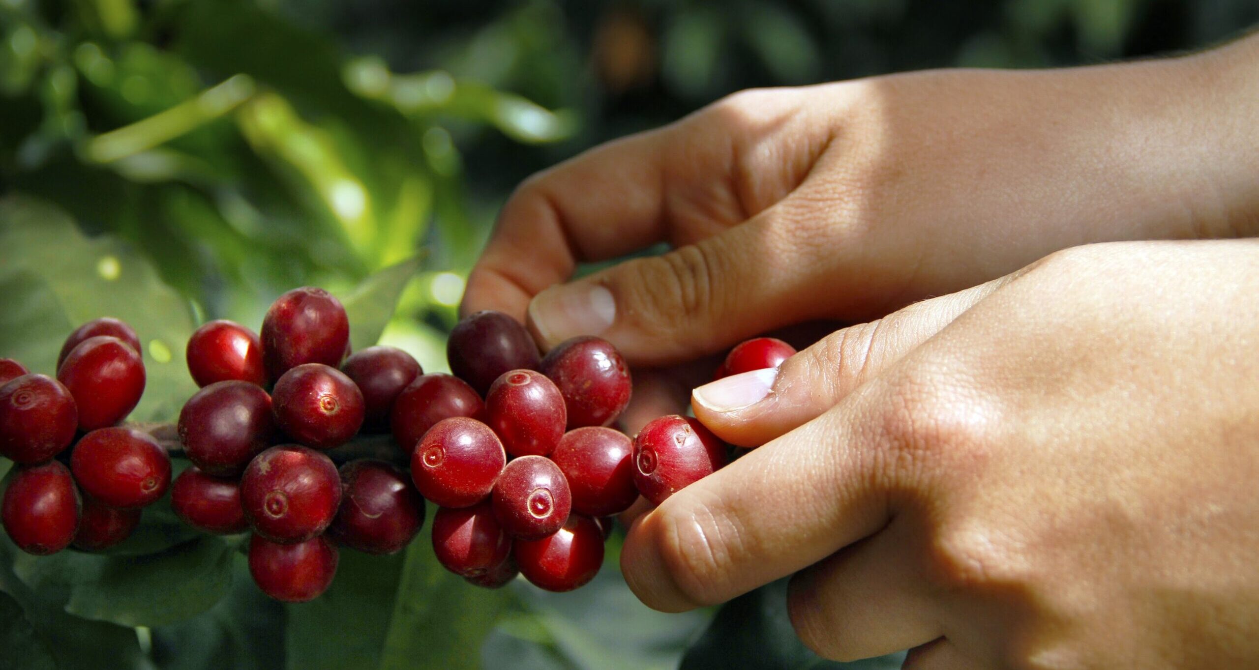 Centro de acopio beneficiará a productores de café de San Juan Sacatepéquez