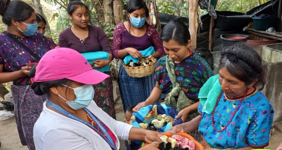 MAGA mantiene apoyo a productores de las Verapaces