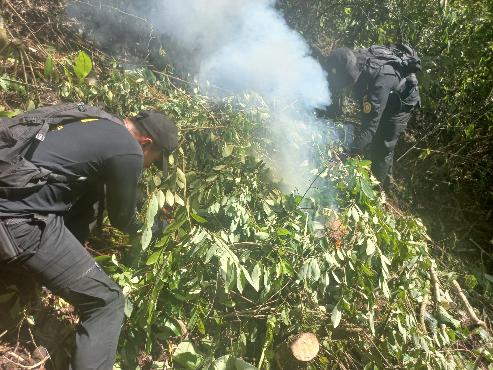 Incineran 15 mil 340 arbustos de coca en Izabal