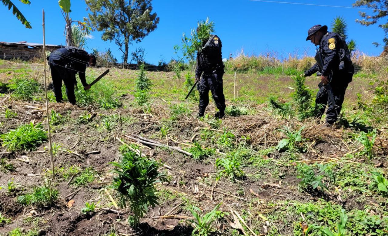 Erradican 29 mil matas de marihuana en Totonicapán