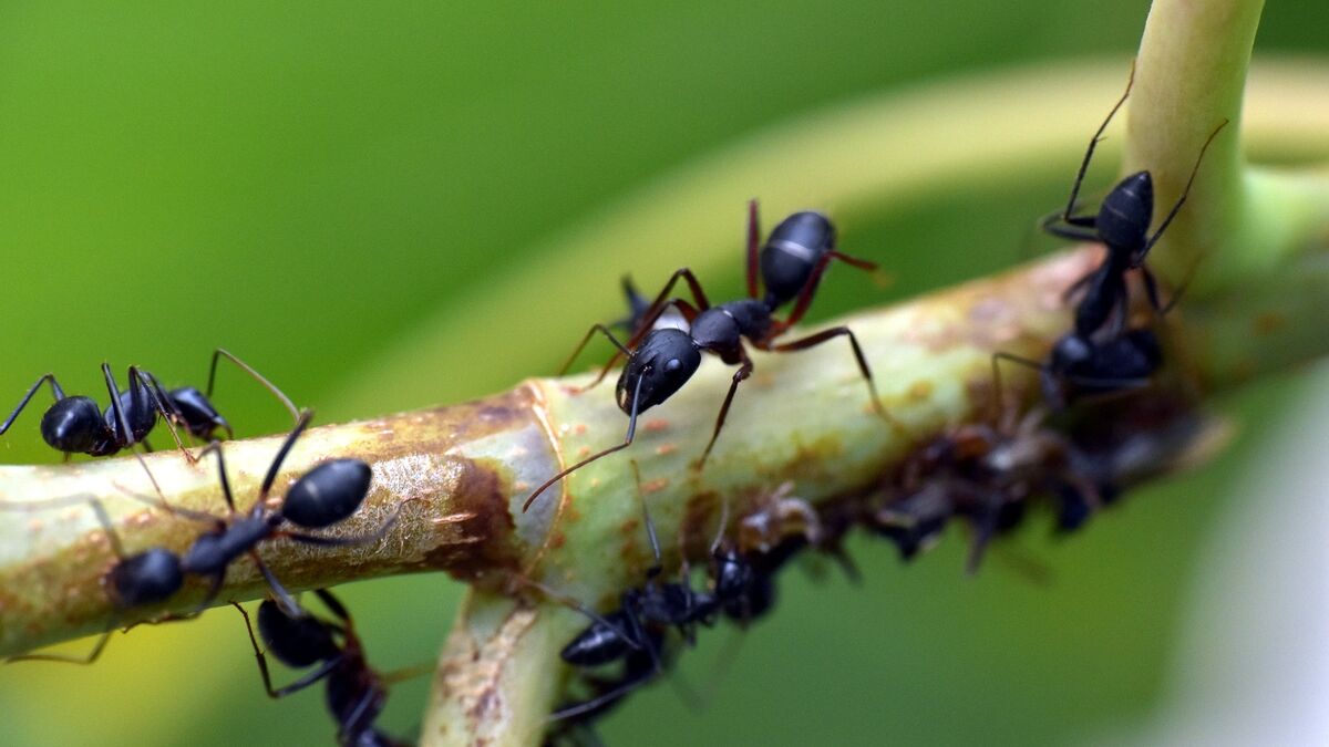 Algunas hormigas no caminan al azar, sino siguiendo patrones