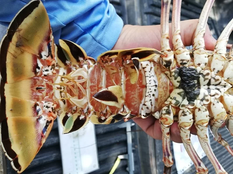 MAGA prohíbe temporalmente la pesca de Langosta del Caribe