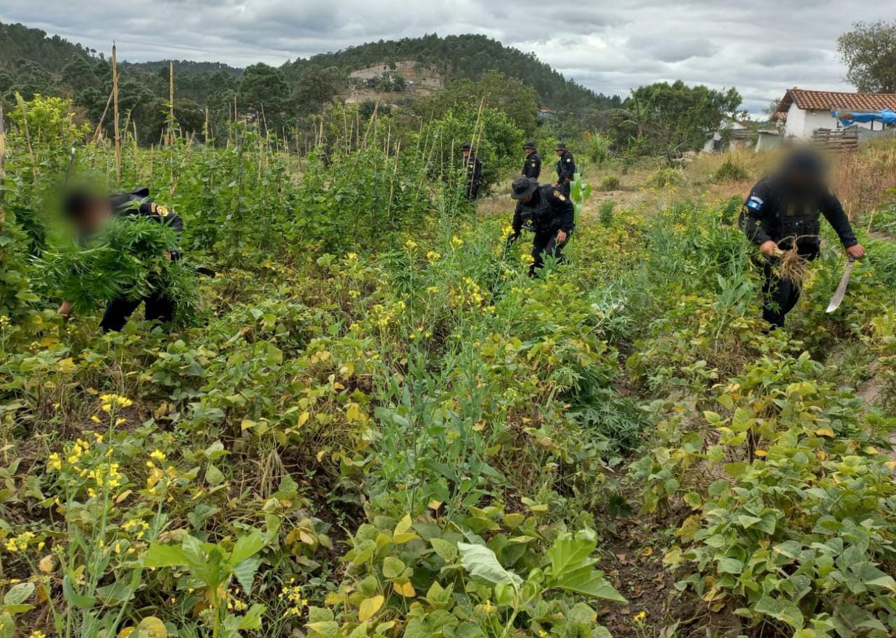 Realizan operativos de erradicación de plantaciones ilícitas en Petén y Totonicapán