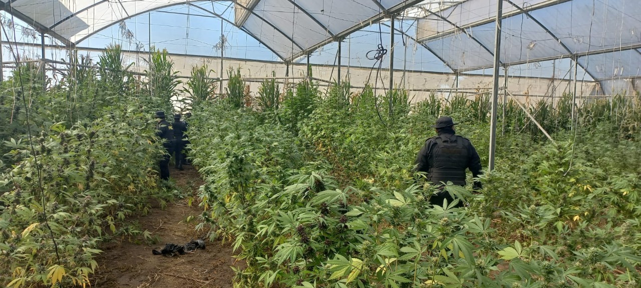 Localizan vivero utilizado para el cultivo de marihuana