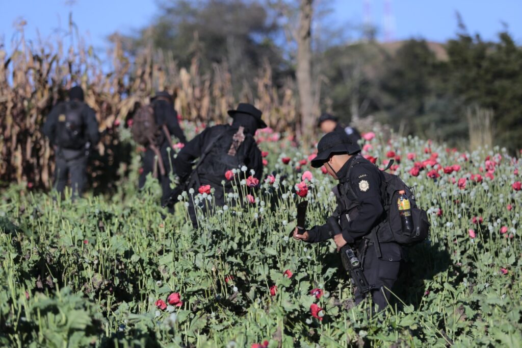 Entra en vigencia programa cuyo fin es fortalecer lucha contra narcotráfico