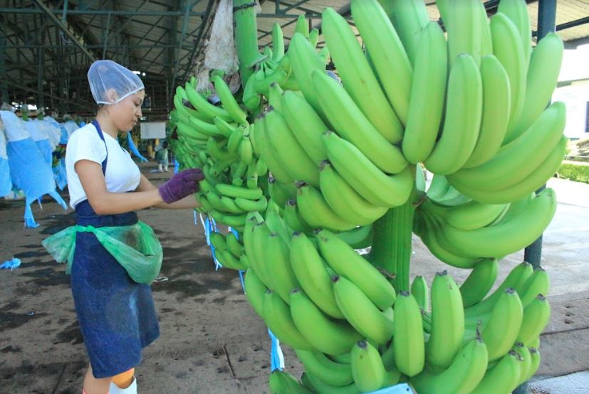 Mantienen medidas para la prevención de hongo en plantaciones de banano y plátano