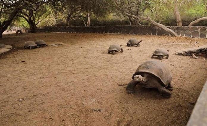 ADN antiguo revela migración de tortugas gigantes y una especie extinta