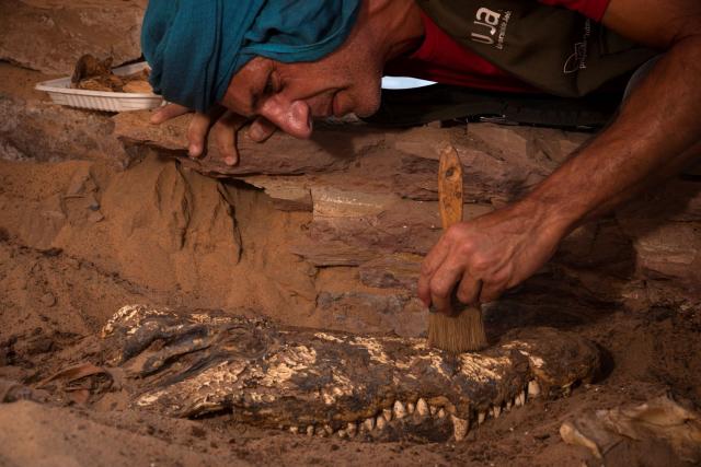 Hallan 10 momias de cocodrilos en tumba egipcia